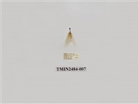 藏品(單點昏黃小苔蛾)的圖片